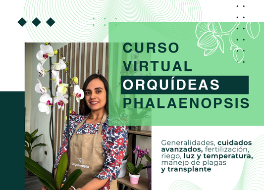 Curso Virtual de Orquídeas phalaenopsis